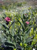 Cynoglossum montanum